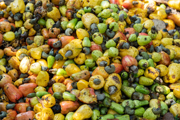 Cashew nut tree fruits cashew apple