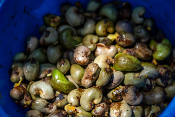 Cashew nut tree fruits cashew apple