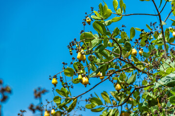 Cashew nut tree fruits cashew apple