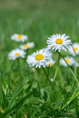 Closeup of two daisy flowers (Bellis perennis). © Amalia Gruber