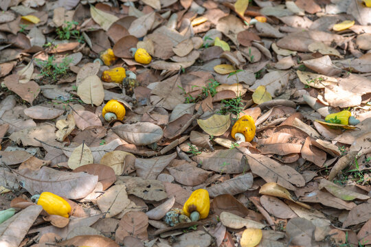 Cashew Nut Tree Fruits Cashew Apple