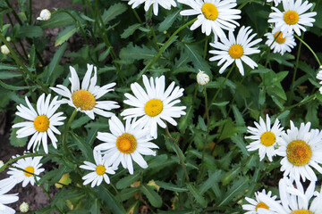 wild chamomile flowers in a summer green field next to the house