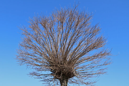 junge Kopfweide ohne Bl&auml;tter im Fr&uuml;hling
