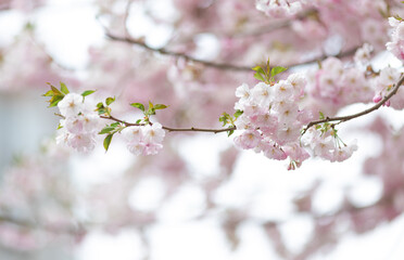 pink flowers on a tree. Sakura blossoms