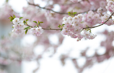 pink flowers on a tree. Sakura blossoms