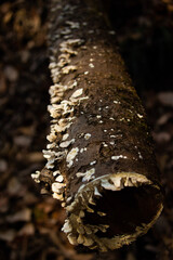 water drops on a trunk