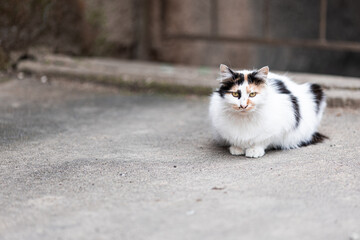 Naklejka na ściany i meble white street cat with red and black spots sitting on the asphalt
