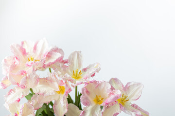 Very beautiful white-pink tulips on a white background