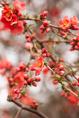 japanese quince chaenomeles japonica branches with beautiful flowers. 