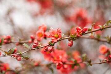 japanese quince chaenomeles japonica branches with beautiful flowers. 