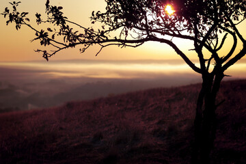 wild tree on a hill in the rays of the rising sun early in the morning
