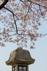japanese cherry tree