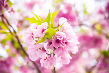 pink cherry blossom