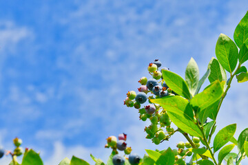 ブルーベリーと青空