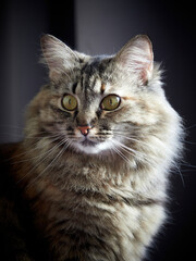 Portrait of a Norwegian forest cat on a light background.