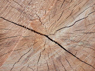 OSaw a tree. Annual rings of a tree. The texture of a saw cut tree