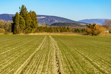 Champ labouré et semé avec vue sur la provence