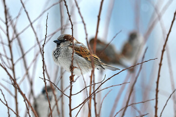 Birds in winter. Sparrow on a branch.