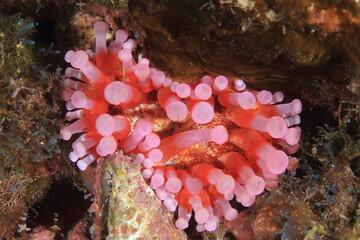 Red and pink anemone on the wall of a beryl under water