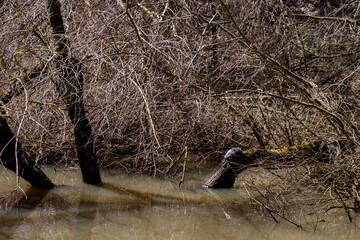 The Decorata lake, Colle Sannita, Benevento, Campania