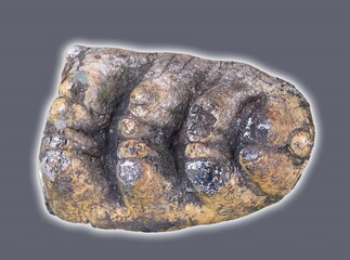 dinosaur teeth fossil  isolated