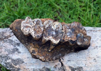 dinosaur teeth fossil 