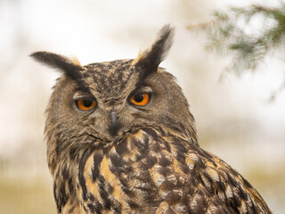 owl portrait in the wild