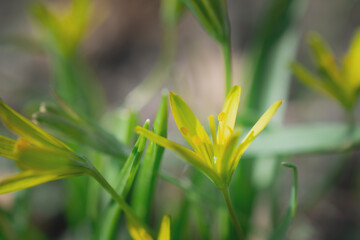 Goose onion yellow, Spring yellow flowers in the meadow