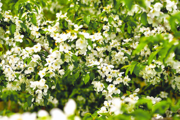 Apple tree flowers, cherry flowers, spring flowering trees, floral natural background, close up, selective focus