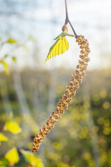 Young birch bud in spring against the sky close-up