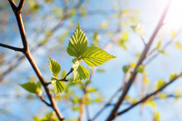 Young small leaves of a tree in spring against a blue sky close-up