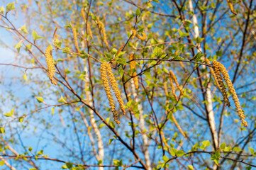 Young buds and leaves of birch on a tree in spring against the sky