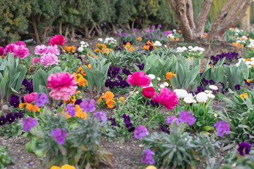 Fototapeta na wymiar flowers in a flowerbed in the park 