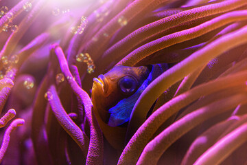 Close-up of a clownfish swimming in an aquarium, Amphiprion percula
