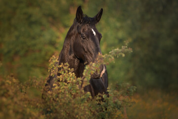 Fototapeta premium Portrait of a black horse 