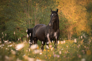 Fototapeta premium Portrait of a black horse 