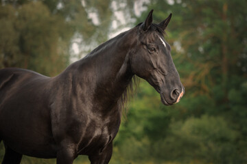 Portrait of a black horse 