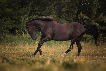 Black horse runs through the meadow