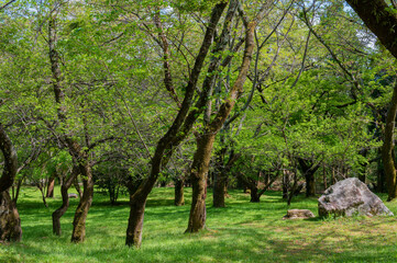 Fototapeta premium 皇子が丘公園の木々