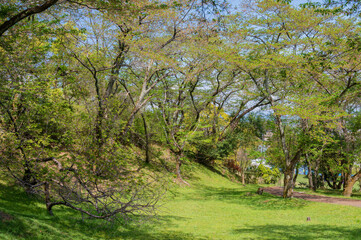 皇子が丘公園の木々