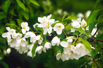Apple tree flowers, cherry flowers, spring flowering tree branch, floral natural background, selective focus, soft focus
