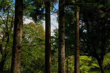Fototapeta premium 皇子が丘公園の木々