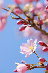 淡いピンクの思川桜