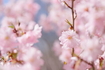 満開の八重紅彼岸のクローズアップ