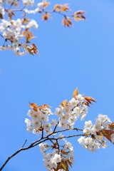 青空に映える清楚な山桜