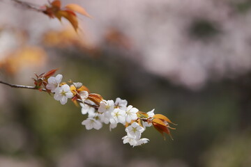 清楚な山桜