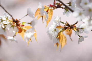 清楚な山桜