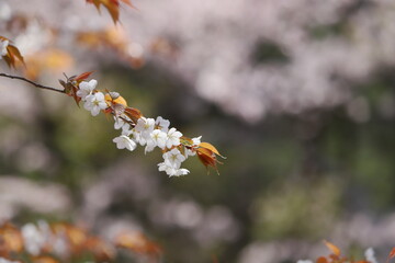 清楚な山桜