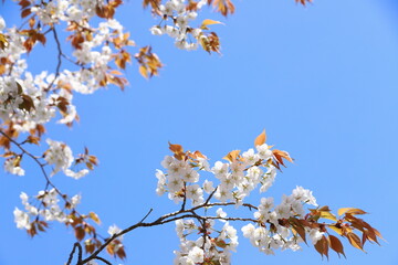 青空に映える清楚な山桜