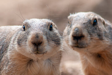 prairie dog on a rock